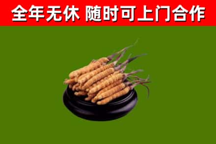 北林回收散虫草